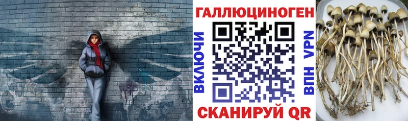Псилоцибиновые грибы мицелий  Купить где  Кумертау 